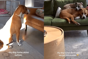 emotional dog video