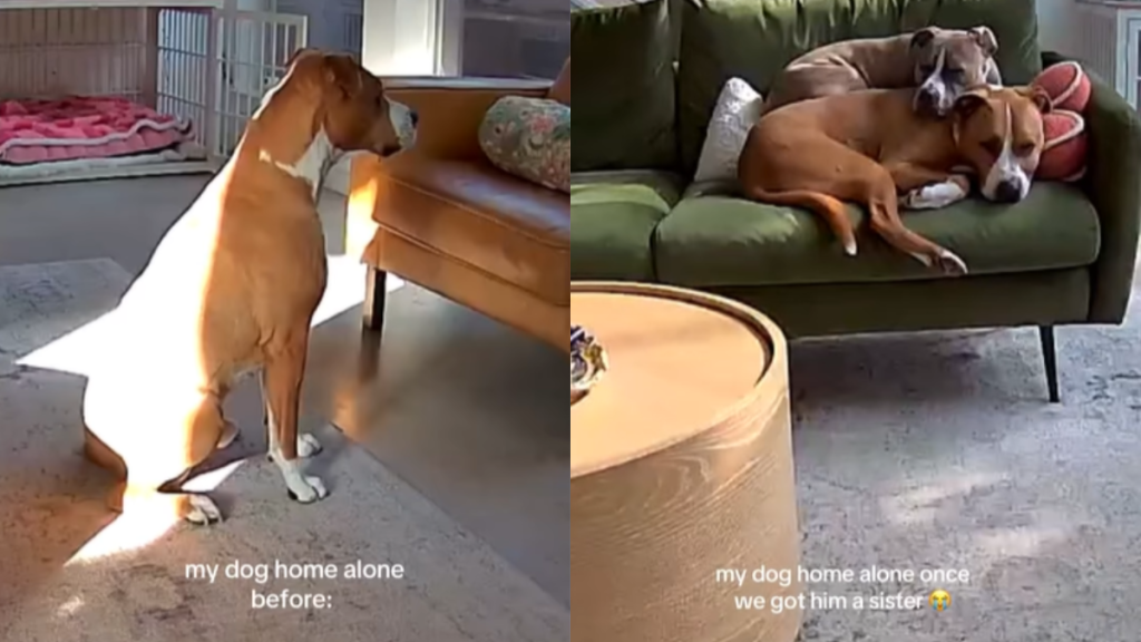 emotional dog video