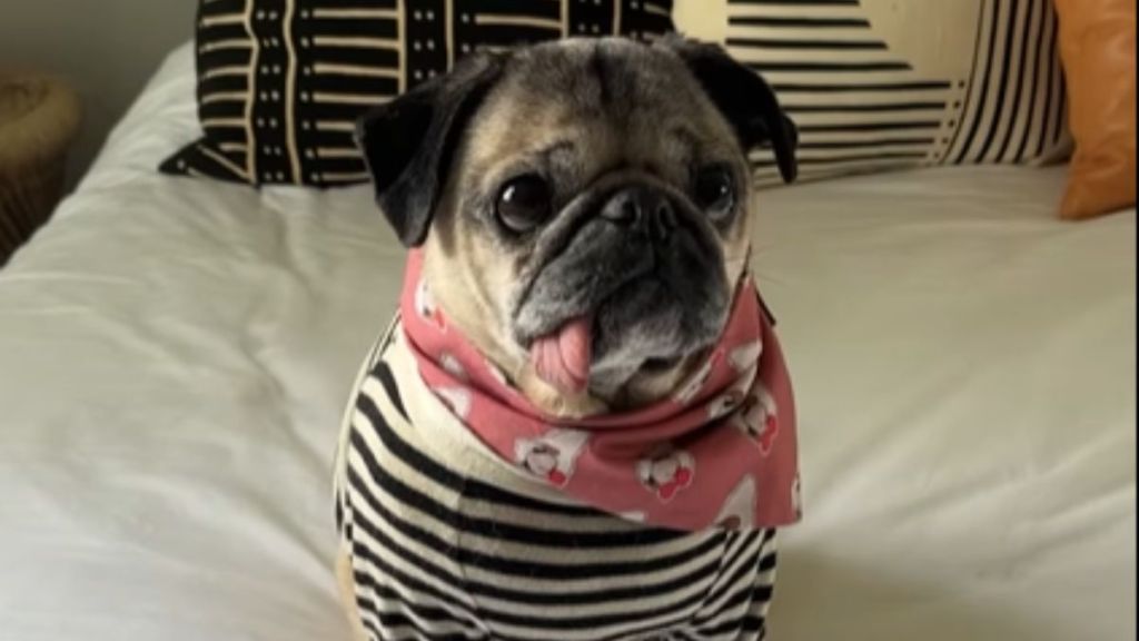 Doug the Pug