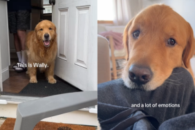 emotional dog video