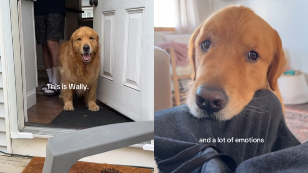 emotional dog video