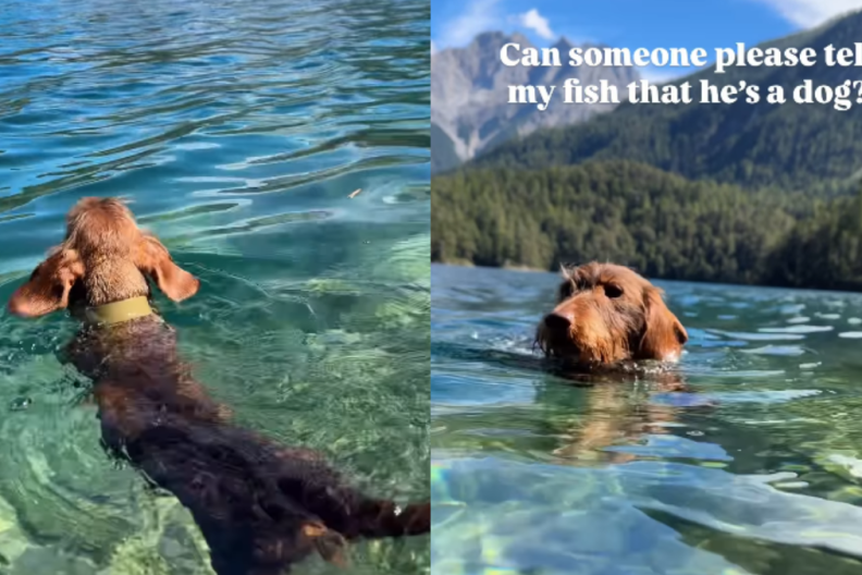 adorable dog video