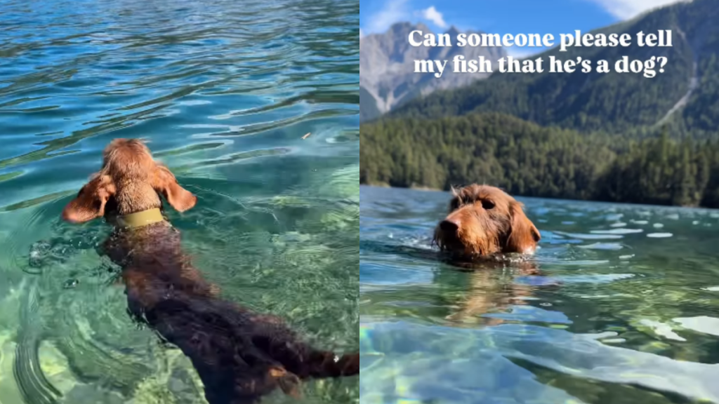adorable dog video