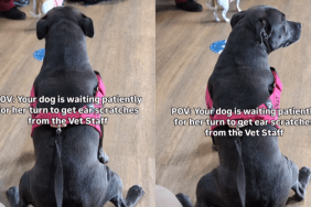 funny dog video