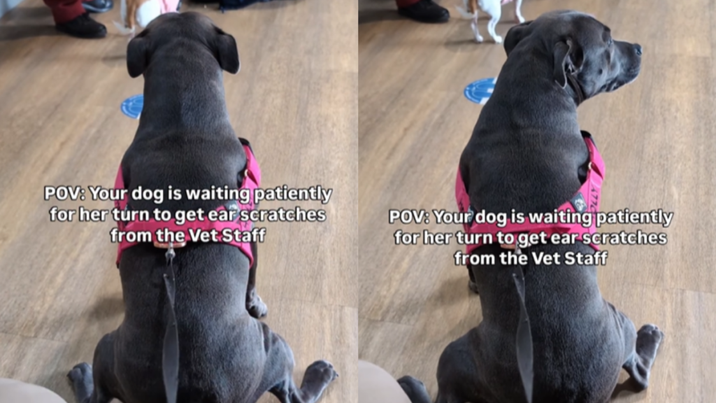 funny dog video