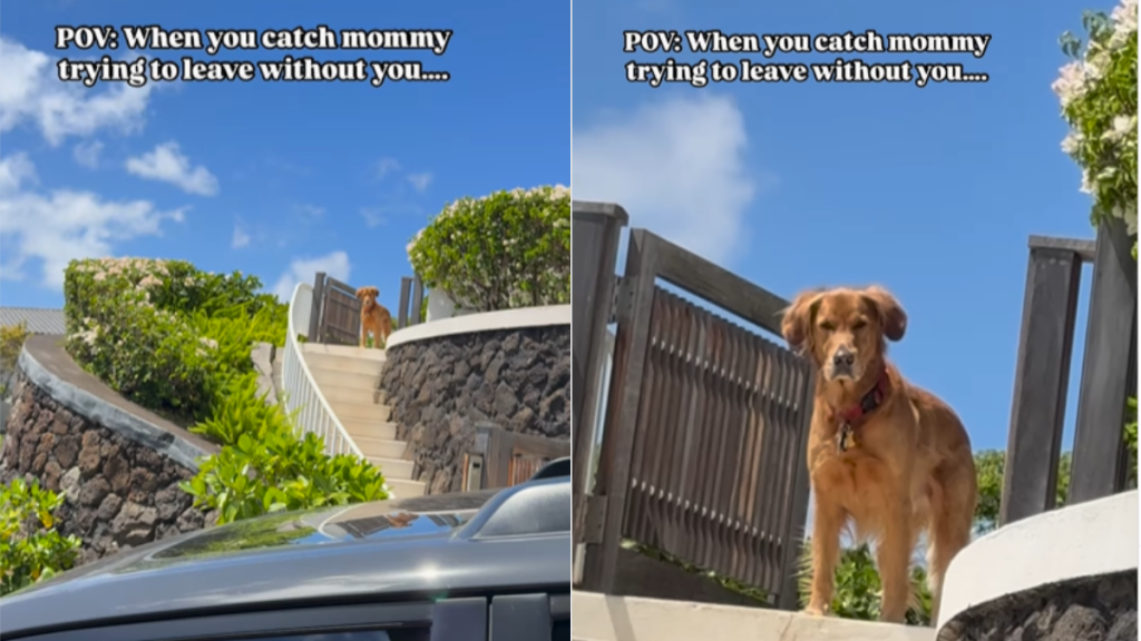 funny dog video