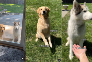 Husky Golden Retriever difference