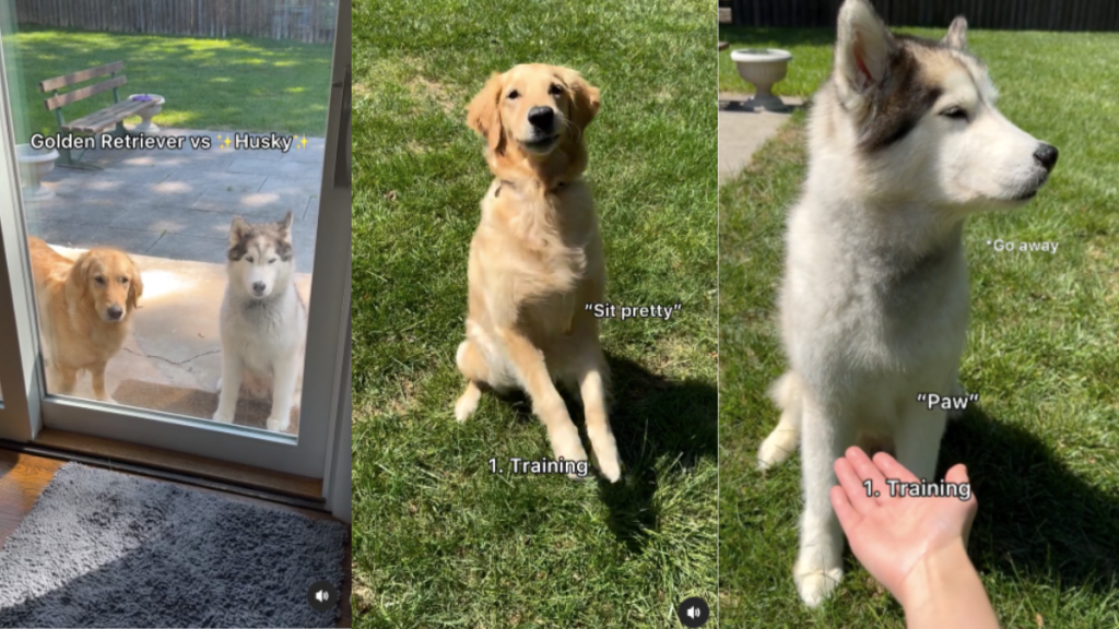 Husky Golden Retriever difference