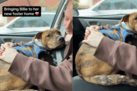 Dog foster home video