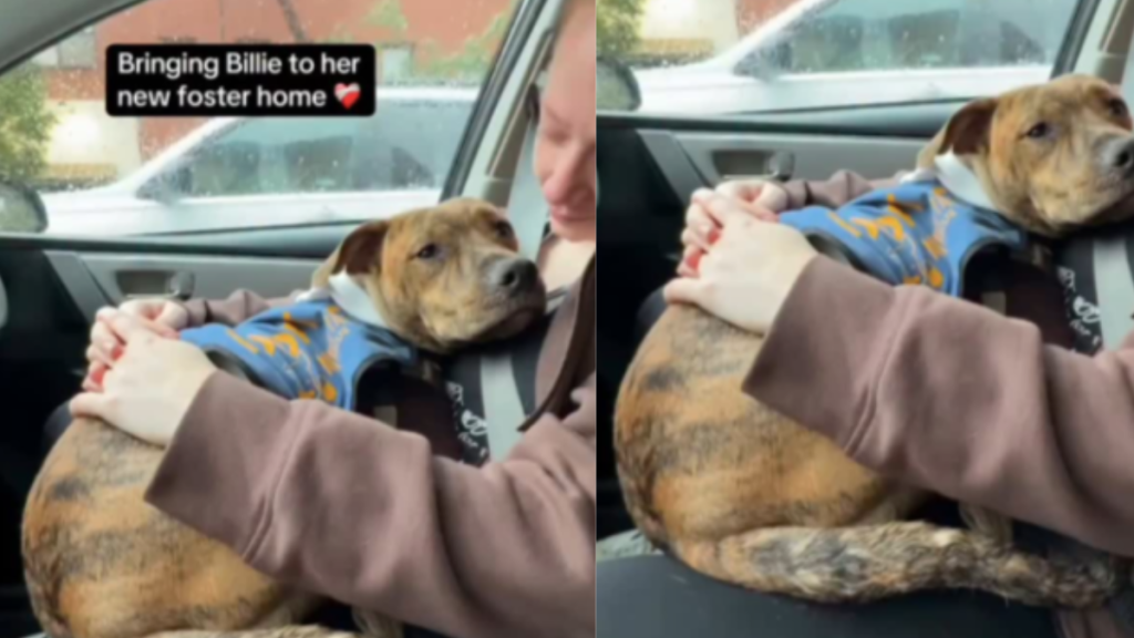 Dog foster home video