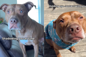 Dog mom video