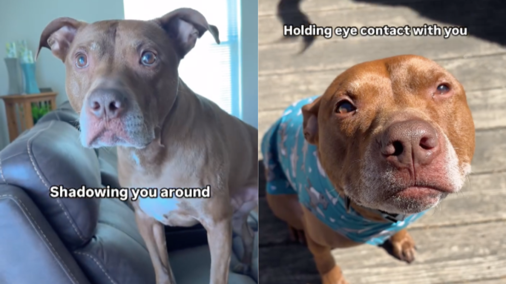 Dog mom video