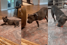 Tripod rescue dog video