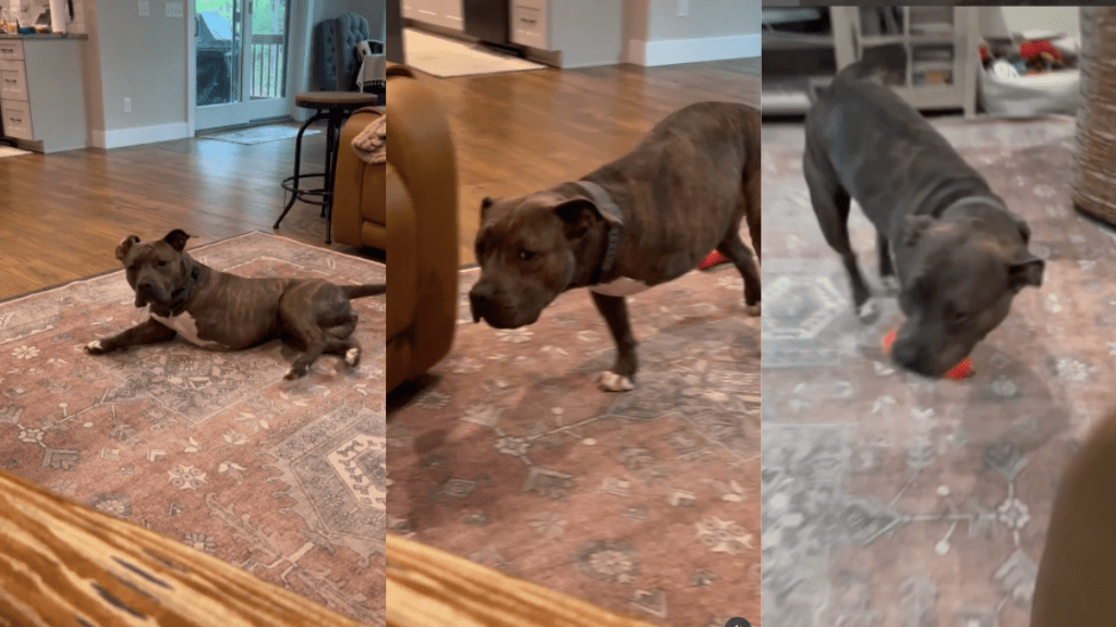Tripod rescue dog video
