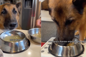 Senior dog video