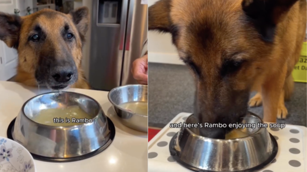 Senior dog video