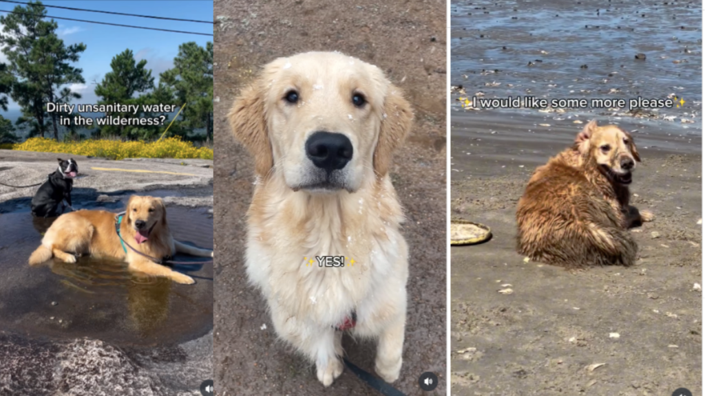 Dog instagram video