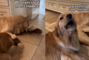 Dog snitch sibling