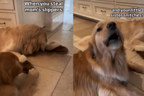 Dog snitch sibling