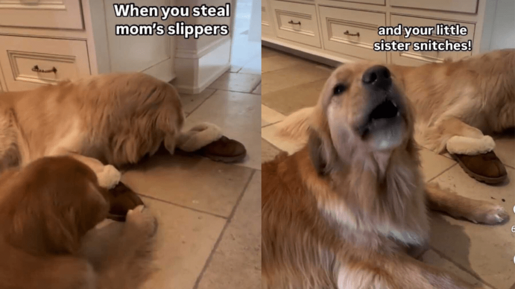 Dog snitch sibling