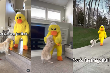 Dog favorite toy video