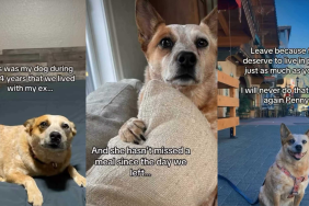 Dog changes video