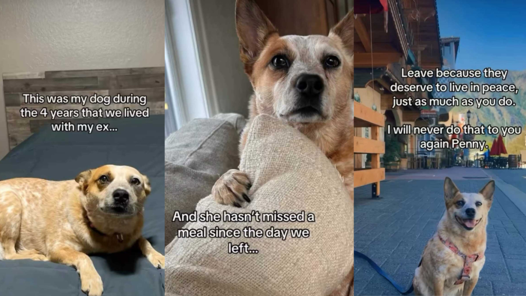 Dog changes video