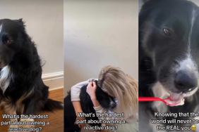 Reactive dogs video