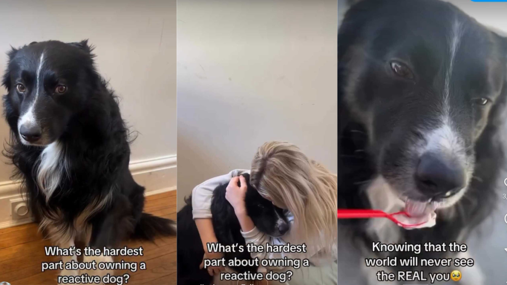 Reactive dogs video