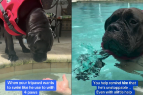 Tripod rescue dog swim video