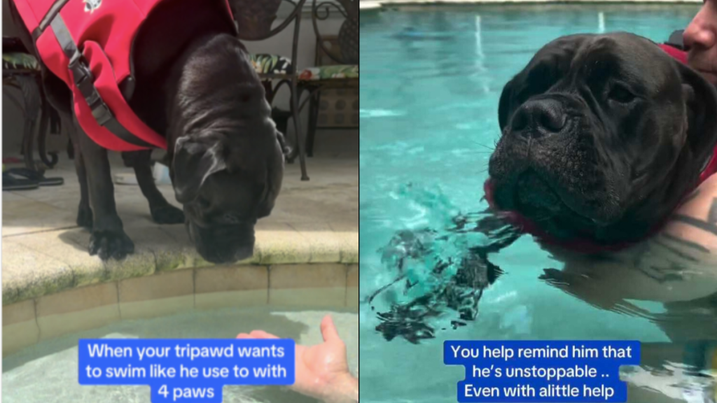 Tripod rescue dog swim video