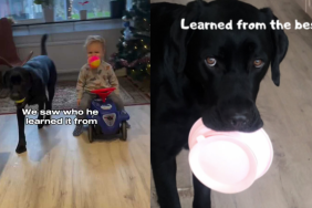 Baby dog habit video