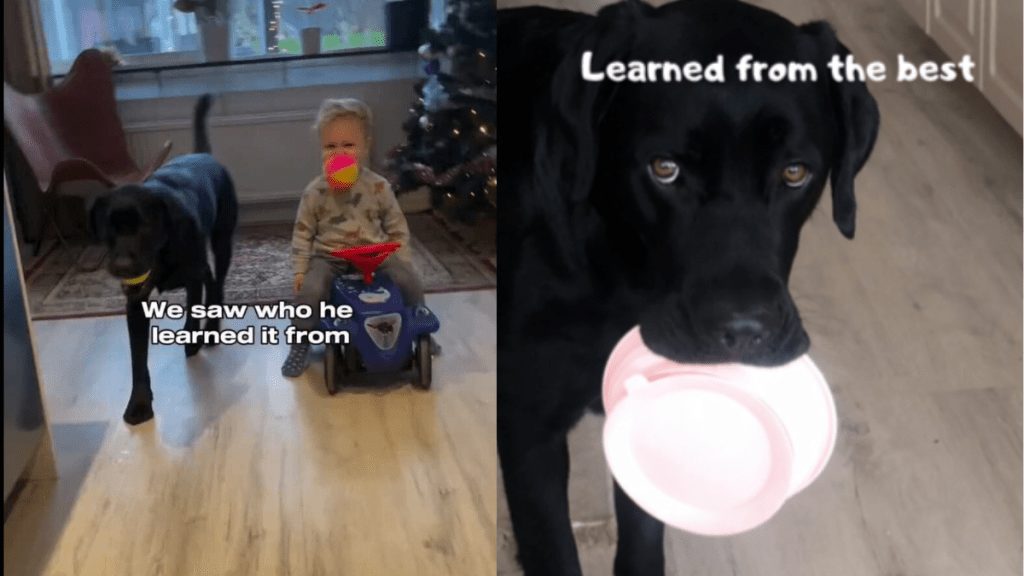 Baby dog habit video
