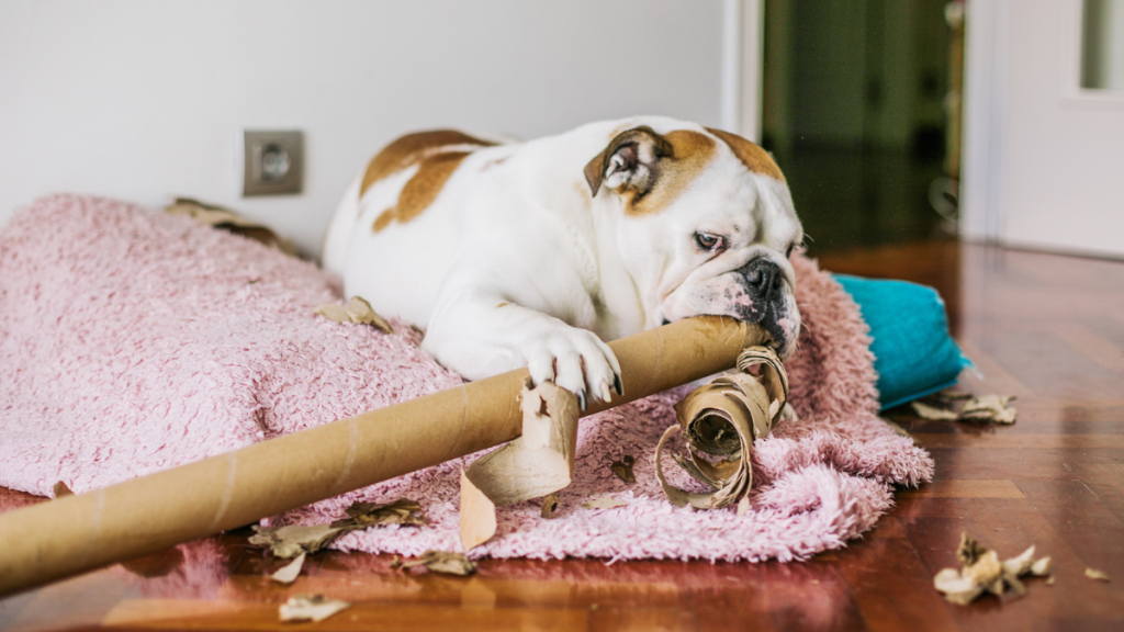 Cobbing in Dogs