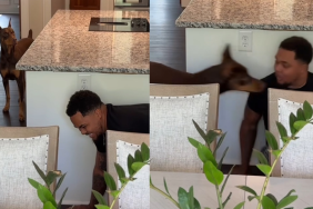 dog hide video