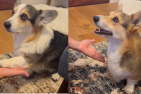 dog tricks treat video