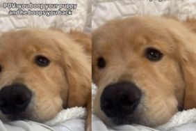 Golden Retriever Puppy Boops