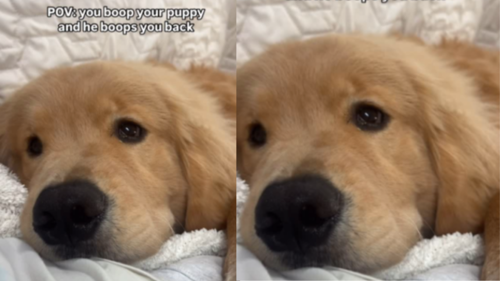 Golden Retriever Puppy Boops