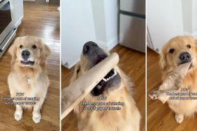 dog owner paper towel