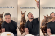 dog fry video