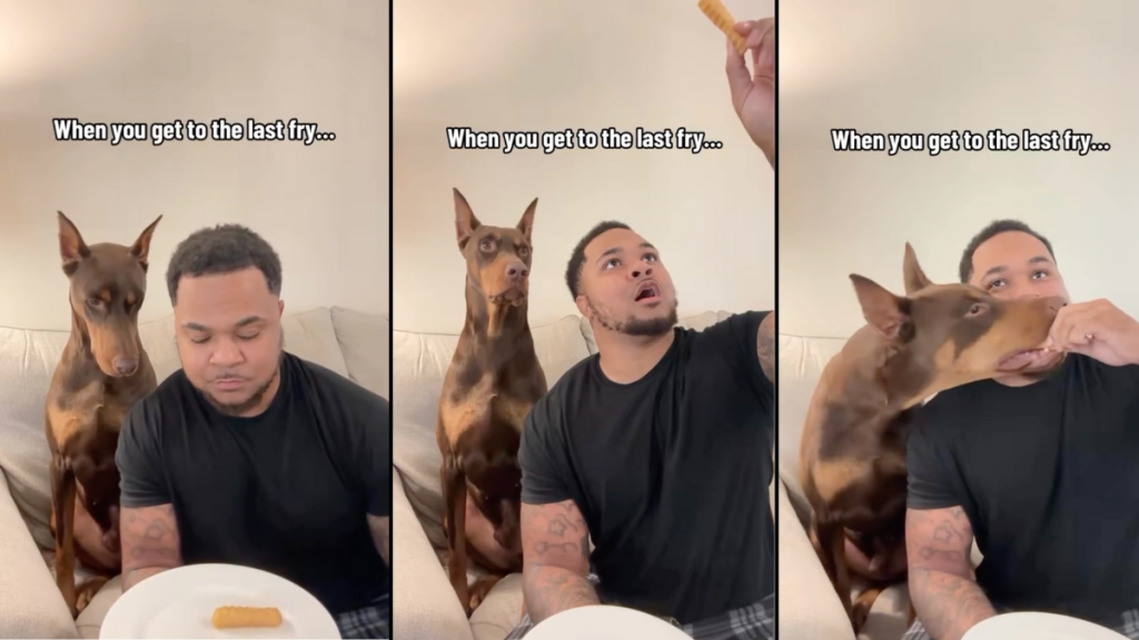 dog fry video