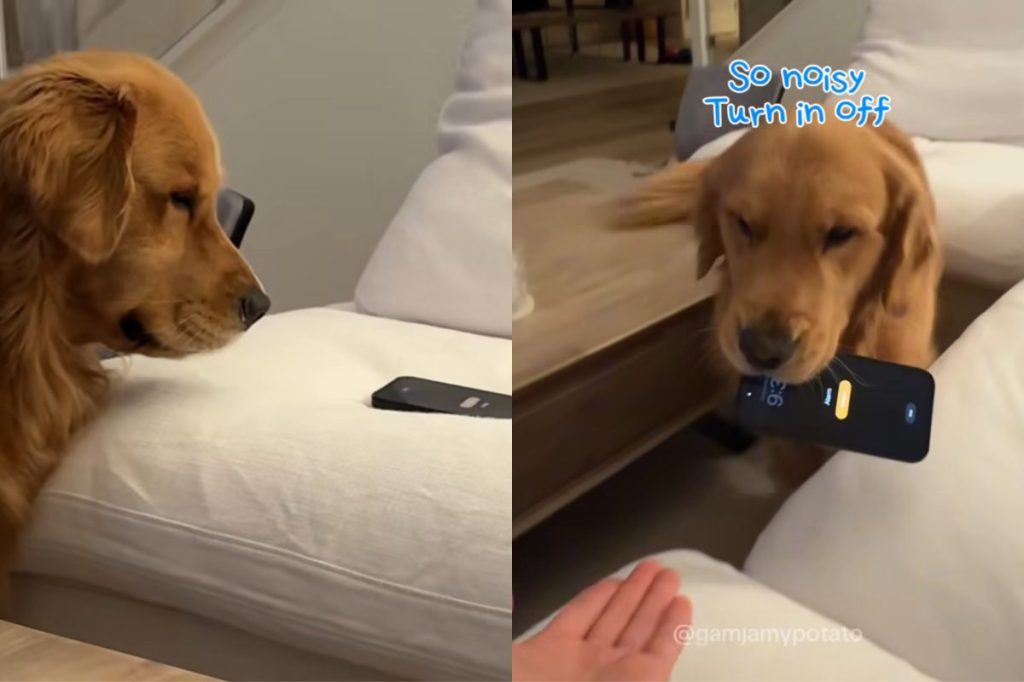Golden Retriever alarm video