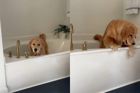 dog bathtub video