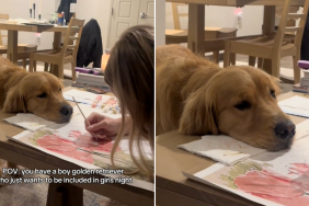 dog face video