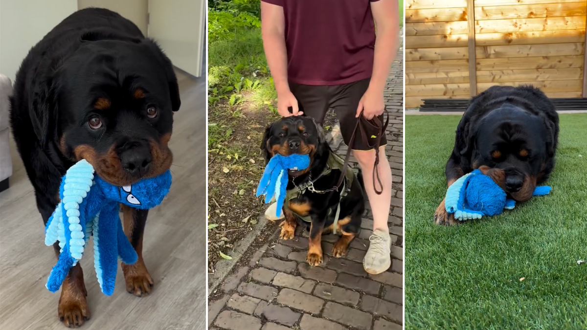 Video: Rottweiler's Bond With 'Emotional Support Plushie' Proves