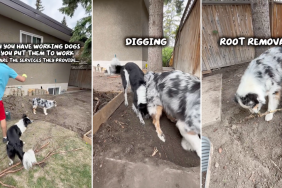 working dogs services video