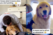 dog video