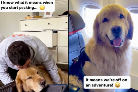 dog video