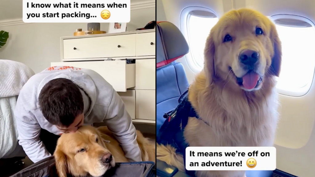 dog video