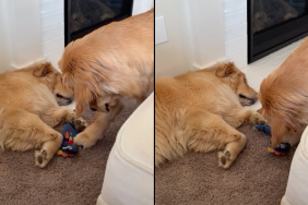 dog toy video